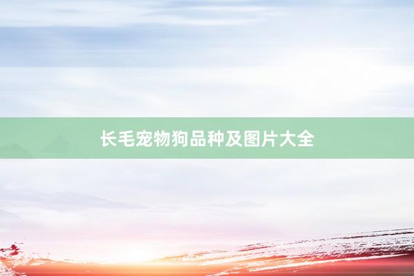 长毛宠物狗品种及图片大全
